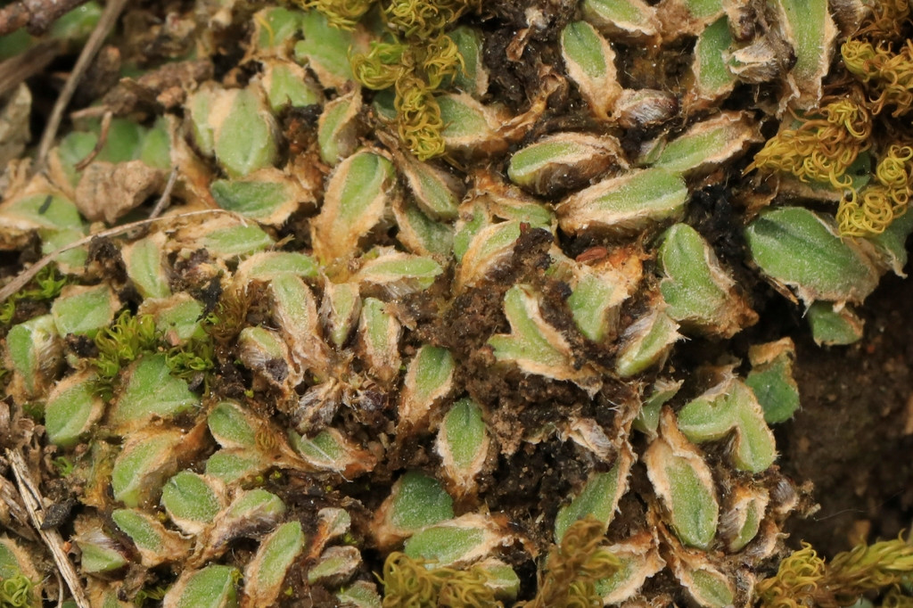 k-Wimpertragendes Sternlebermoos_Riccia ciliifera_02.JPG