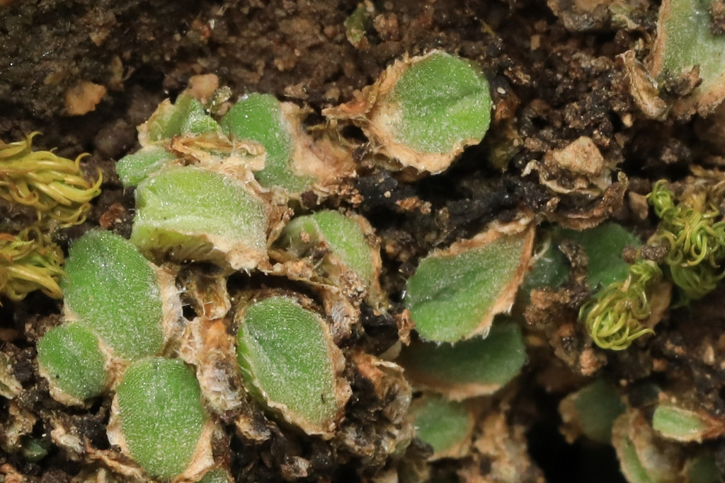 k-Wimpertragendes Sternlebermoos_Riccia ciliifera_04.jpg