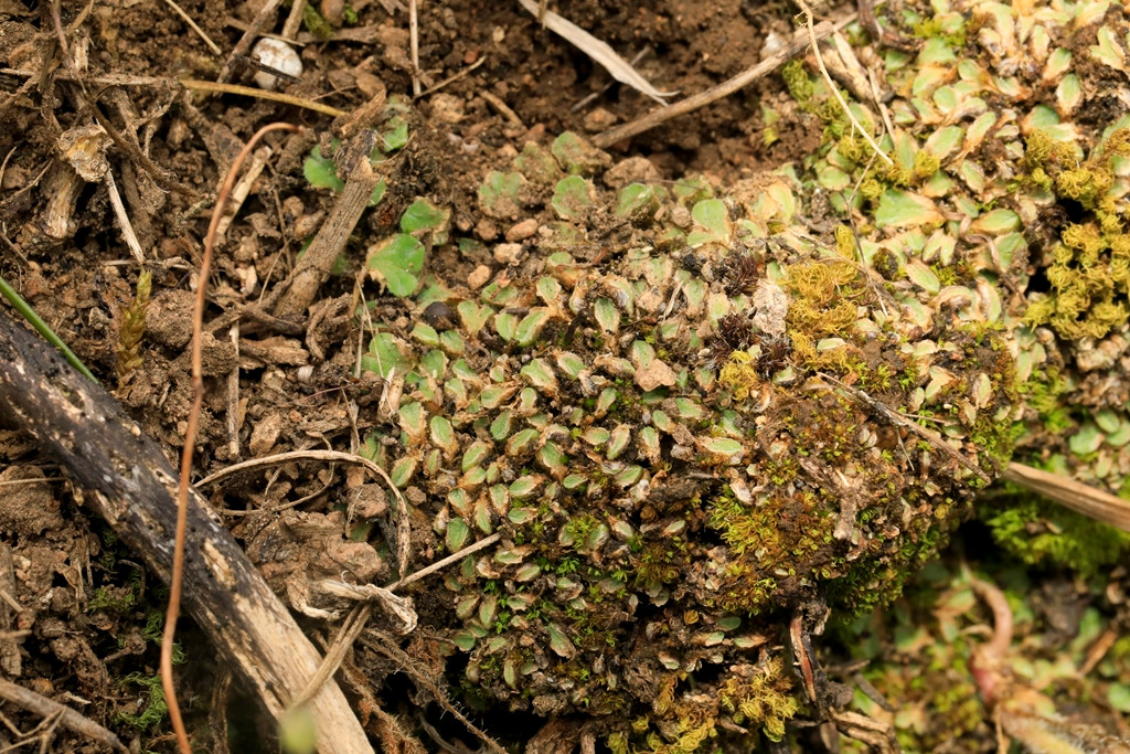 k-Wimpertragendes Sternlebermoos_Riccia ciliifera_09.JPG