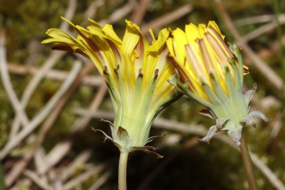 Taraxacum laetum 24-438 Rügen S NeuMukran Strand A05.jpg