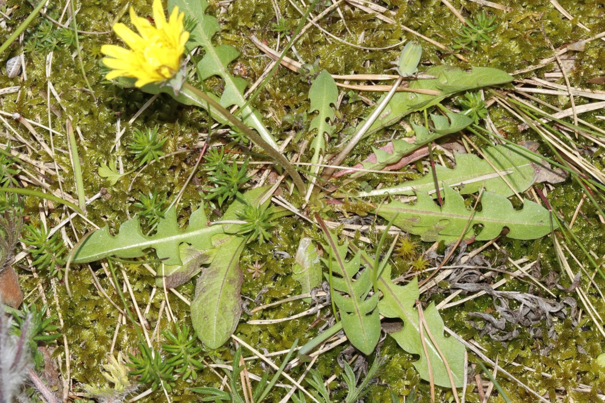 Taraxacum laetum 24-439 Rügen S NeuMukran Strand A02.jpg