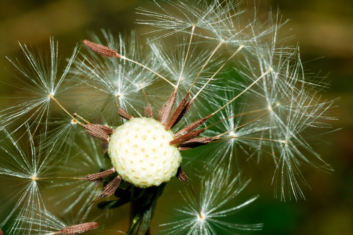 Taraxacum laetum 24-439 Rügen S NeuMukran Strand A21.jpg