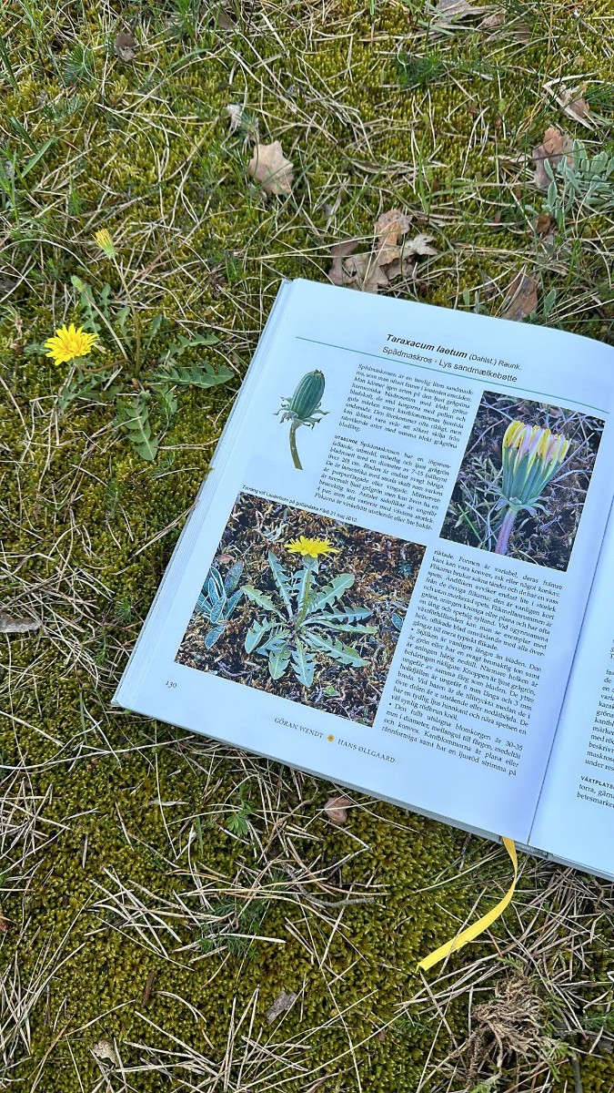 Taraxacum laetum 24-438 Rügen S NeuMukran Strand I01.jpg