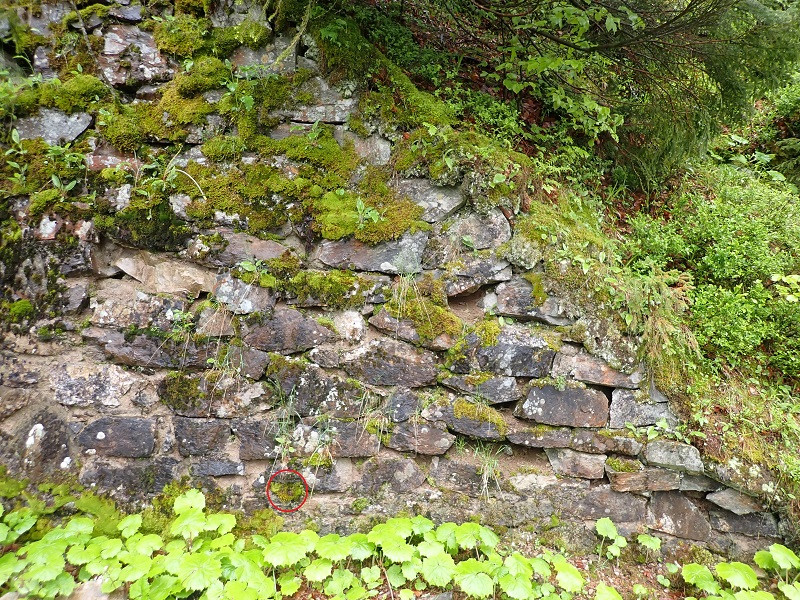 2024-05-30 Feldberg-Schwarzwald (1).JPG