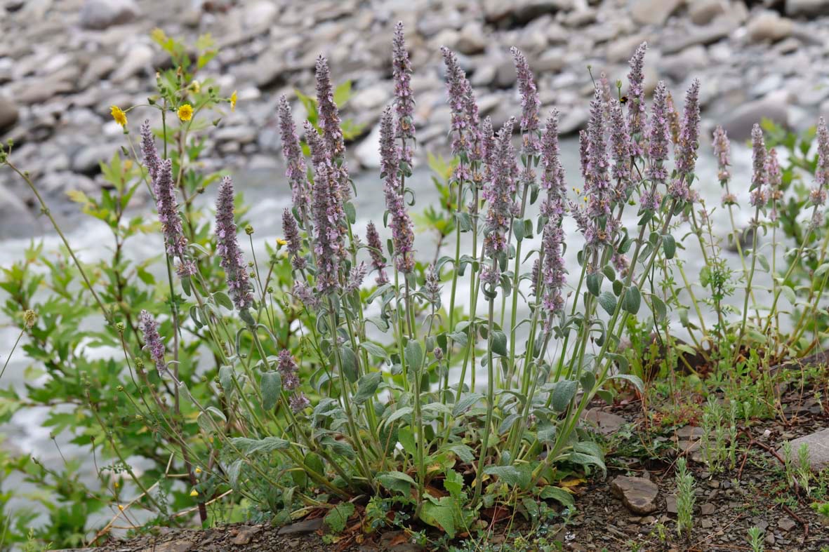 Stachys-Albanien_FH2305030001.jpg
