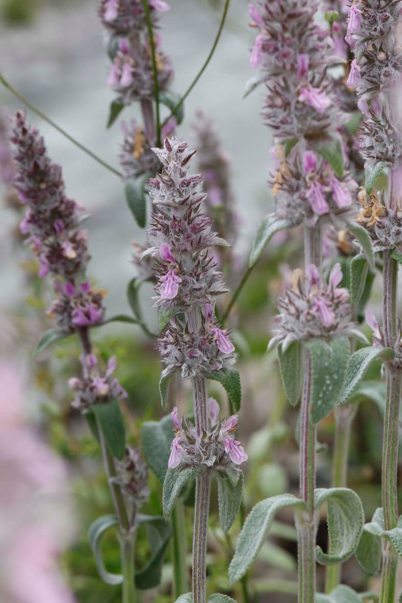 Stachys-Albanien_FH2305030006.jpg