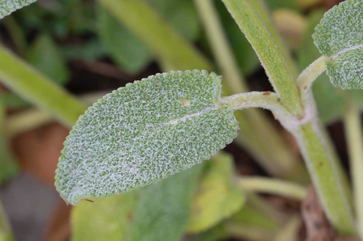 Stachys-Albanien_FH2305030003.jpg