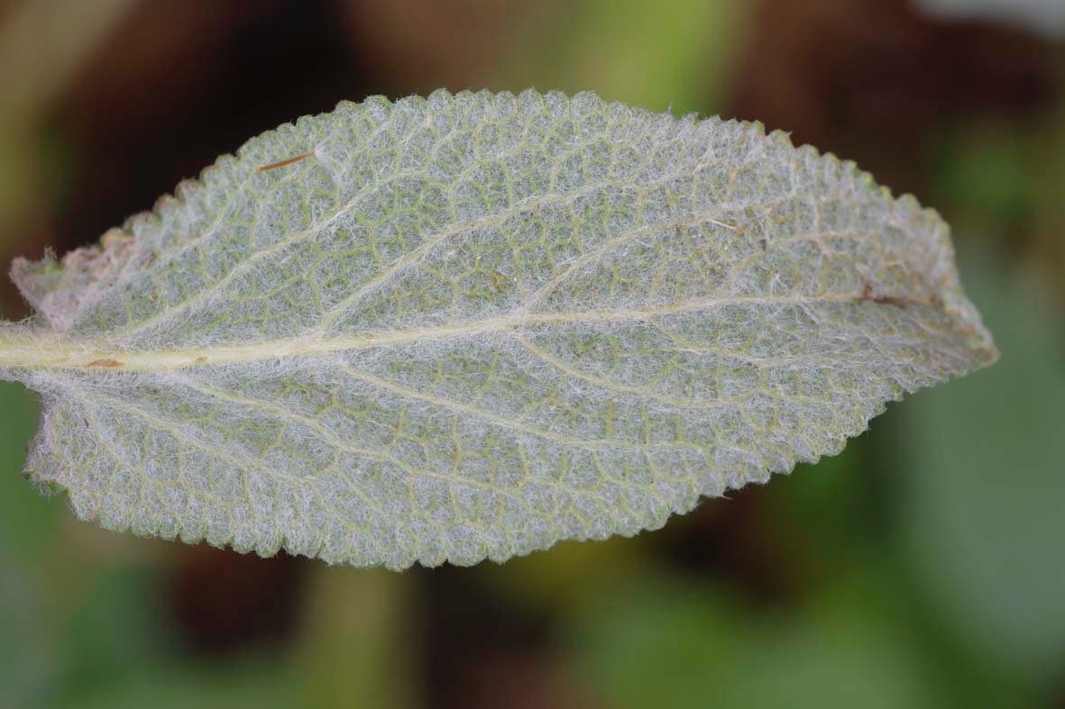 Stachys-Albanien_FH2305030004.jpg
