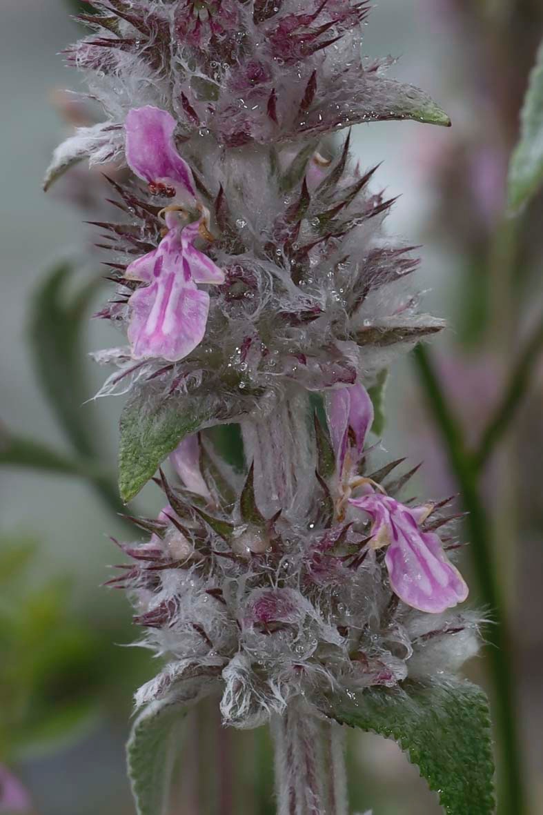 Stachys-Albanien_FH2305030005.jpg