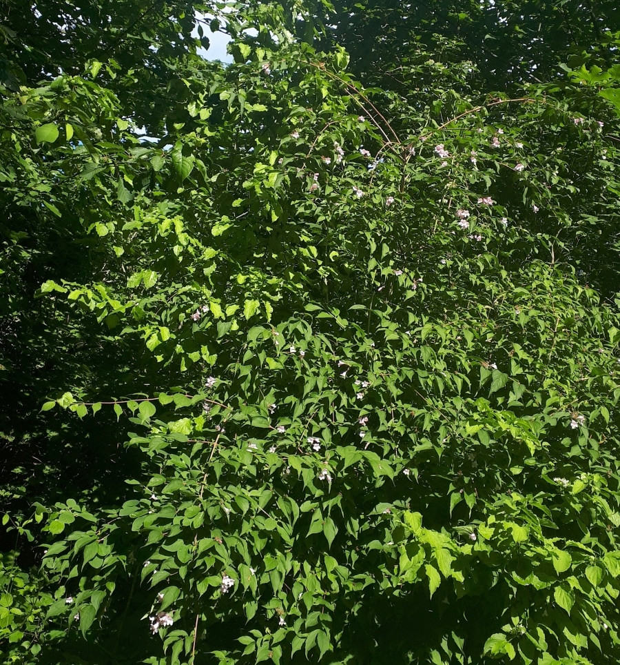 IMG_20240526_085826.jpg