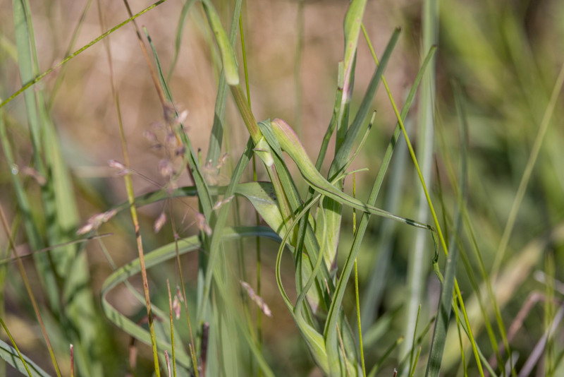Stengel mit Blatt