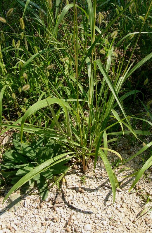 Sorghum halepense TMey 1.jpg