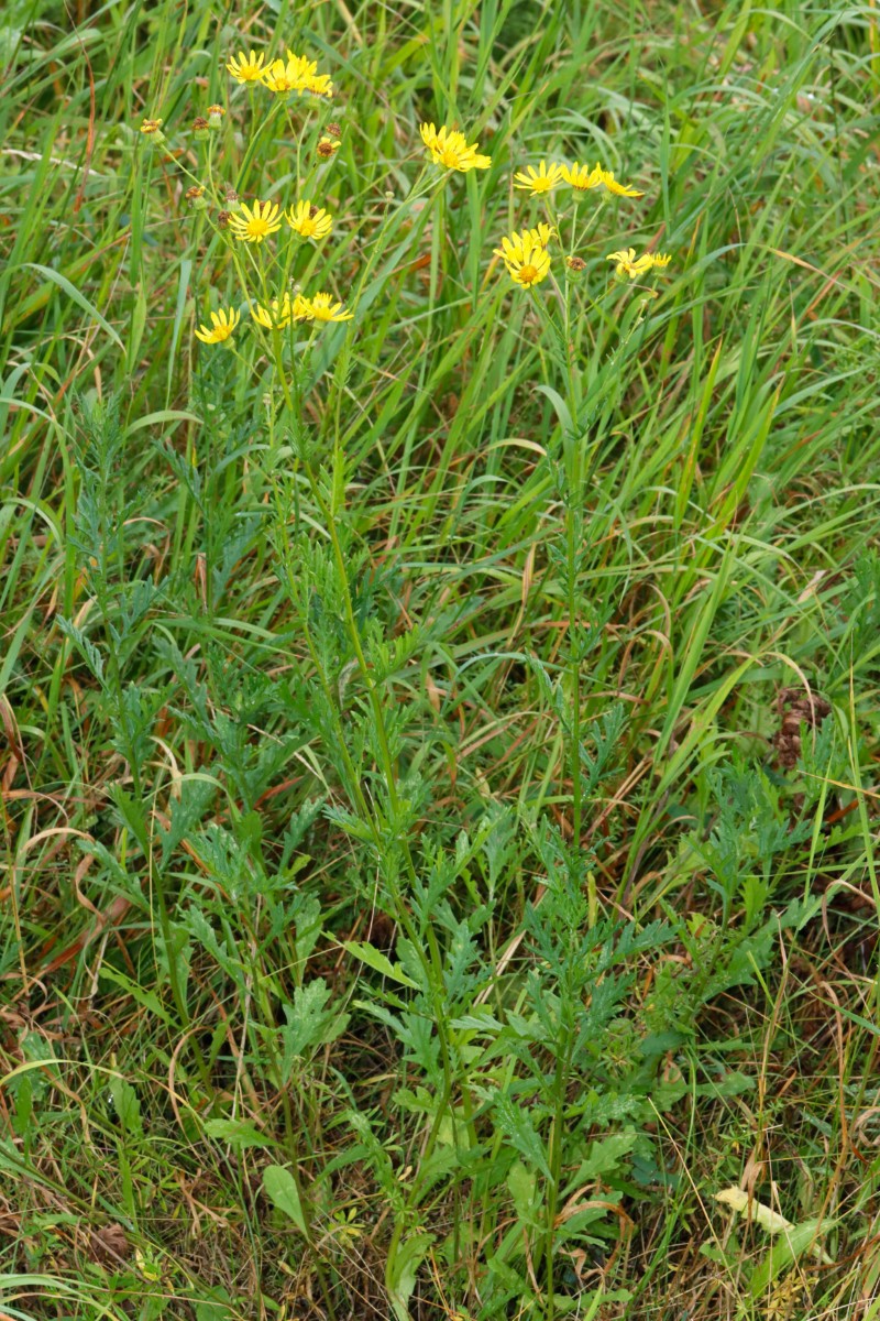 Senecio aquaticus Oggersheim S BGE Klinik A2.jpg