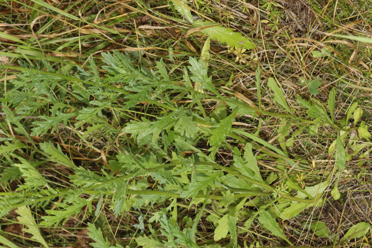 Senecio aquaticus Oggersheim S BGE Klinik A4.jpg