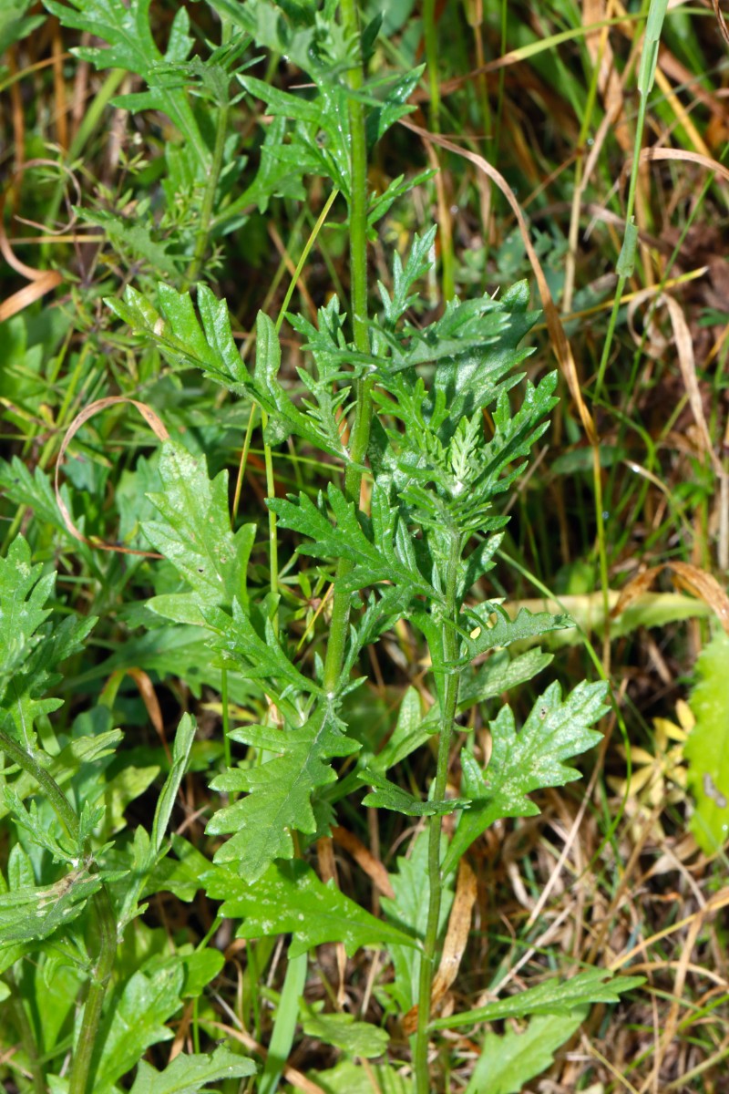 Senecio aquaticus Oggersheim S BGE Klinik A6.jpg