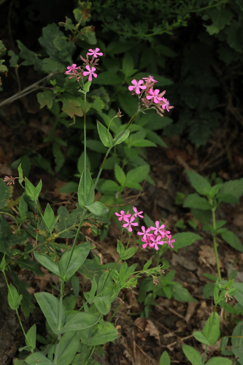 k-Silene_02.JPG