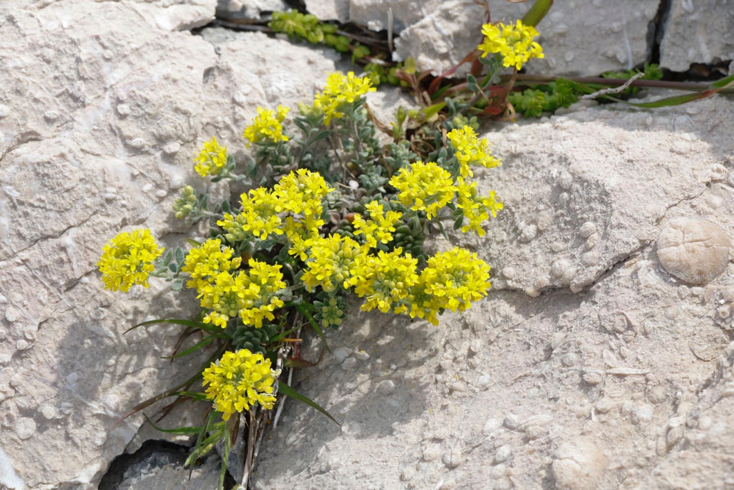 Steinkraut-Kroatien_FH2304230004.jpg