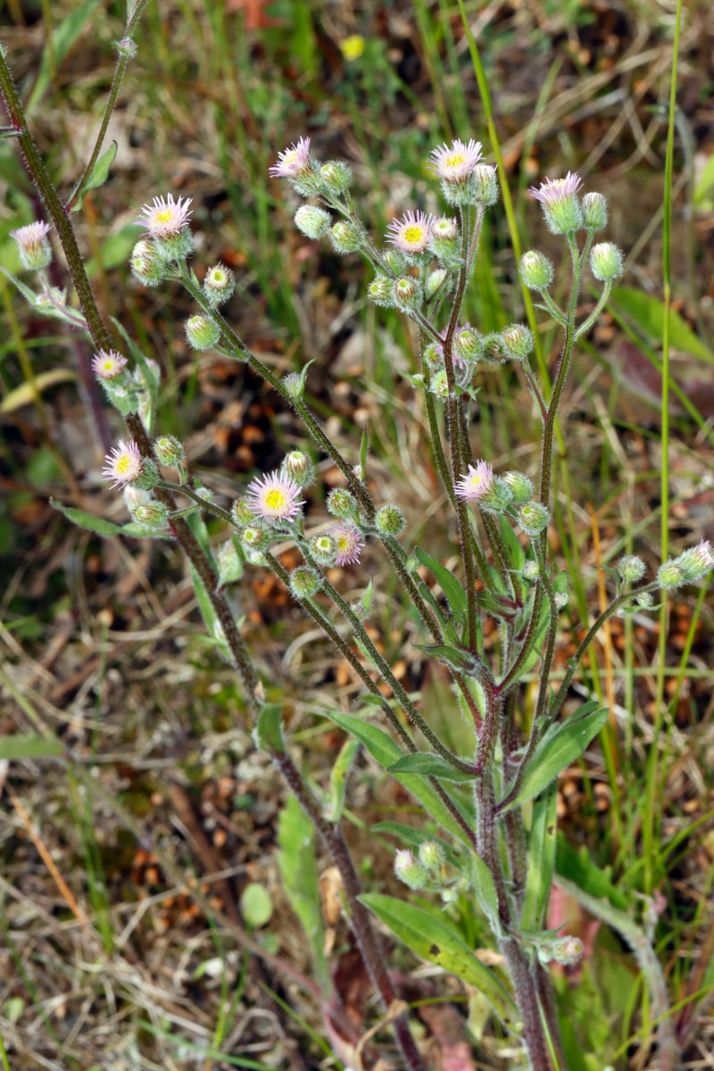 Erigeron acris s str Zella-Mehlis Nord A02.jpg