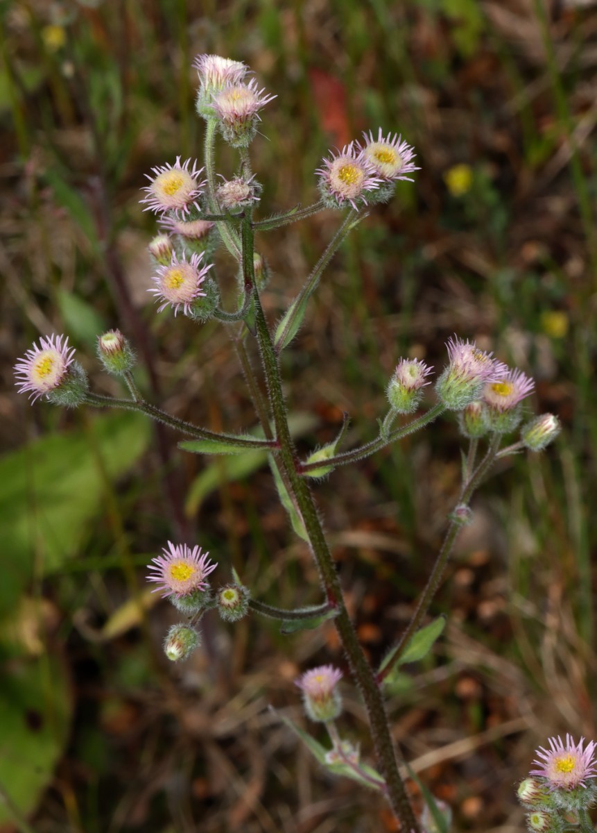 Erigeron acris s str Zella-Mehlis Nord A04.jpg
