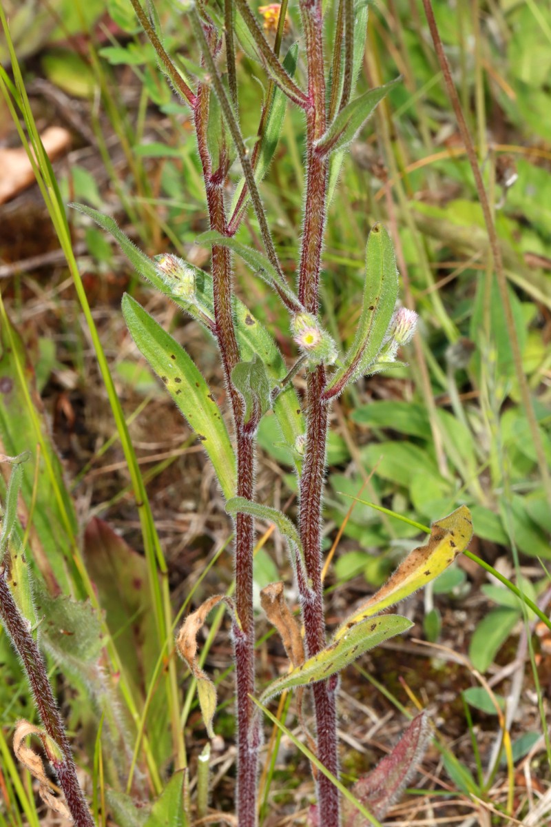 Erigeron acris s str Zella-Mehlis Nord A06.jpg