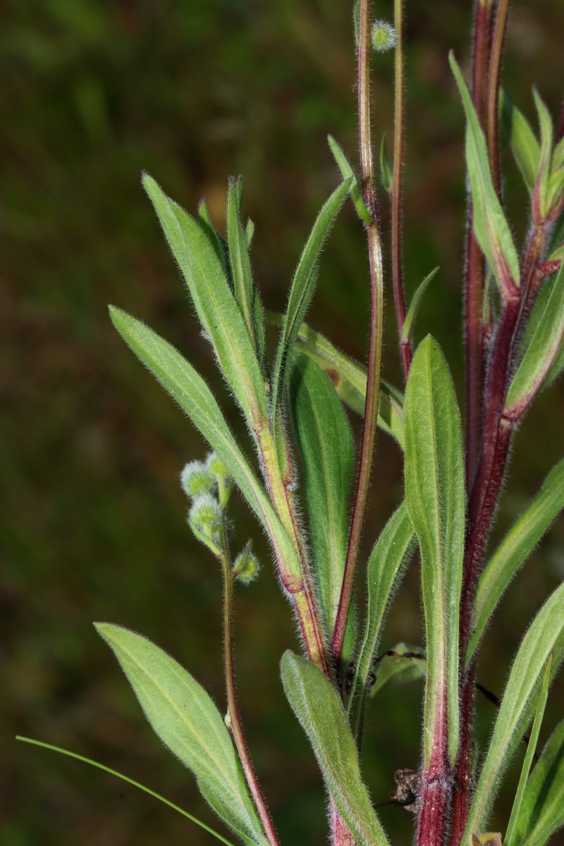Erigeron acris s str Zella-Mehlis Nord A10.jpg