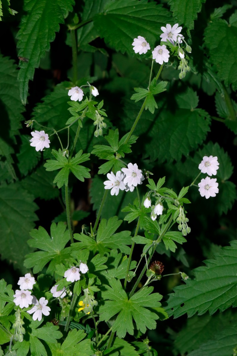 Geranium pyrenaicum Albino Zella-Mehlis A05.jpg