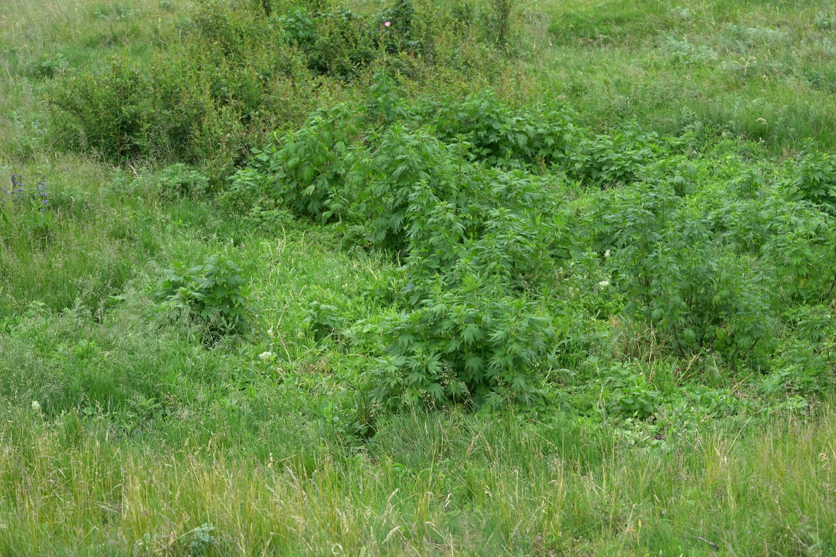 DSC07687.JPG