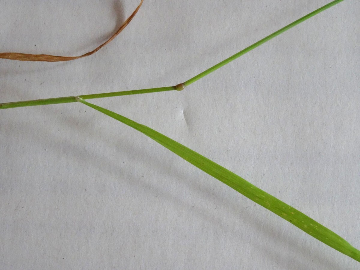 (3) Stängel mit Blatt.jpg