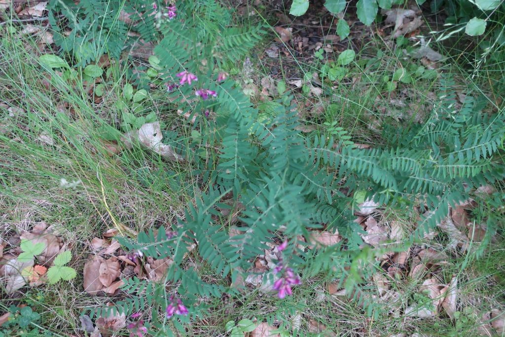 2024-05-06_Vicia cassubica 1_LIF.jpg