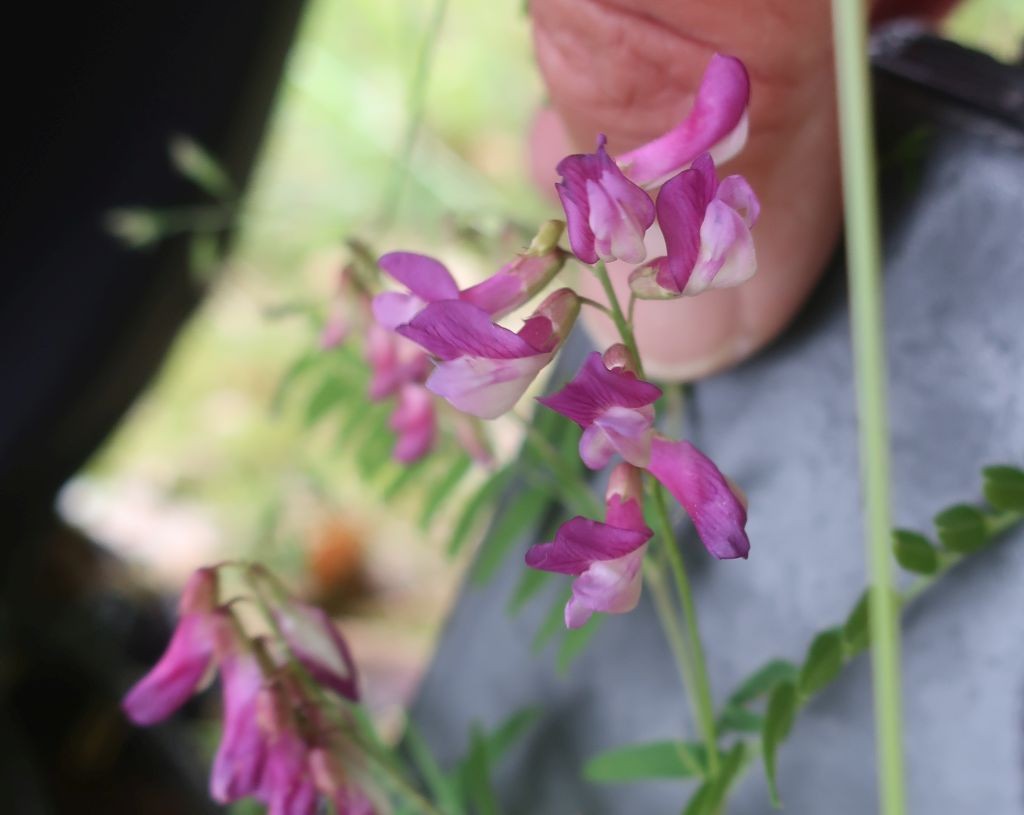 2024-05-06_Vicia cassubica 2_LIF.jpg