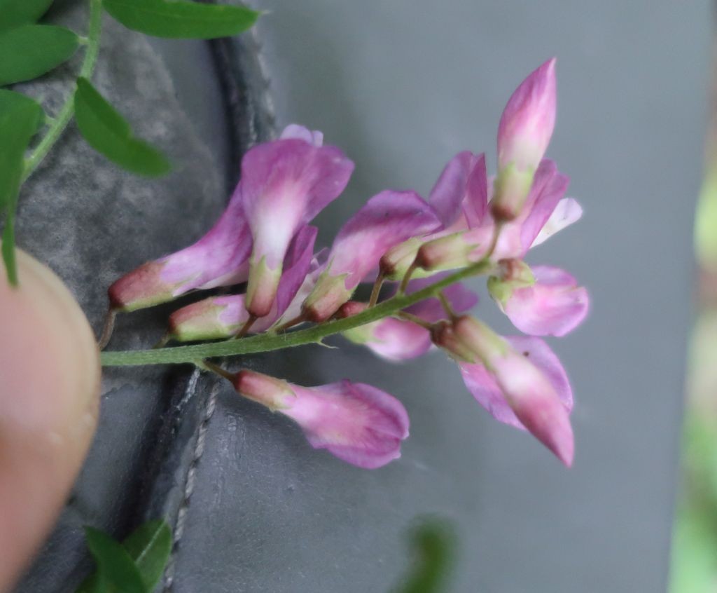2024-05-06_Vicia cassubica 4_LIF.jpg