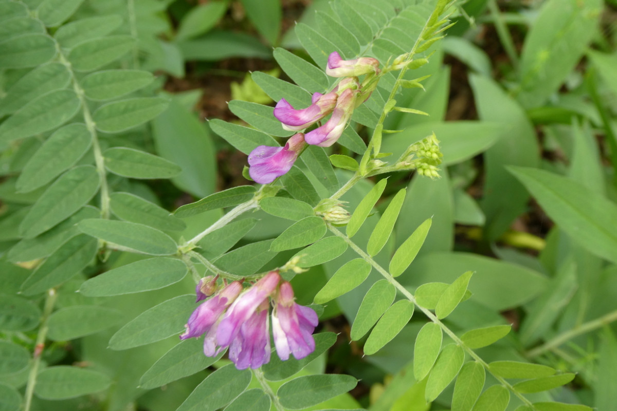 Vicia cassubica Hangelsberg BB.JPG