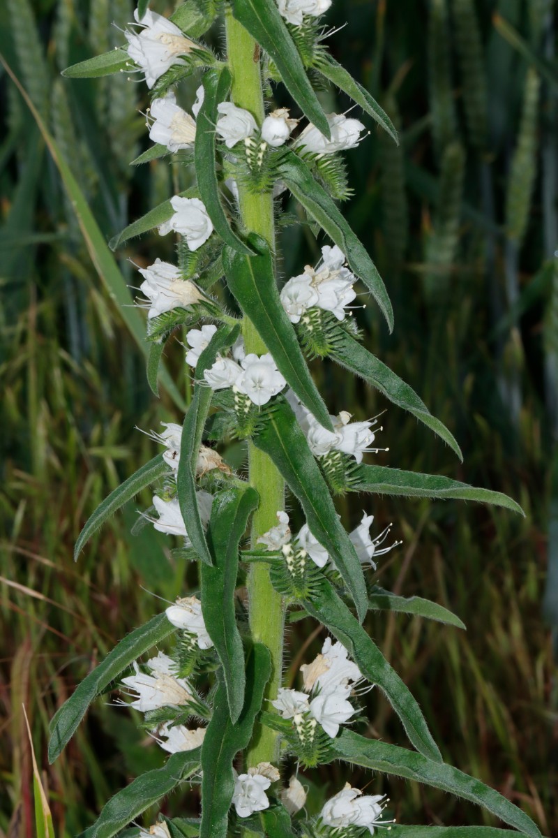 Echium vulgare Albino Bottendorf TH A03.jpg