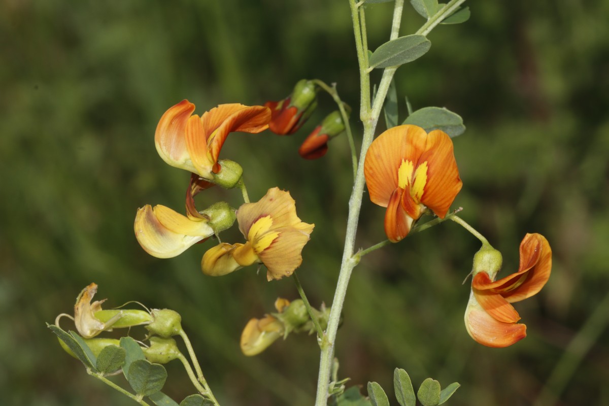 Colutea hybrid Erfurt Industriebrache ZumNordstrand A05.jpg