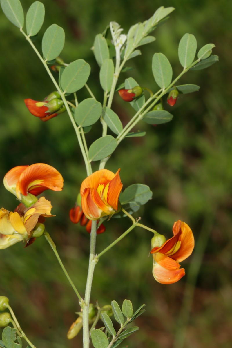 Colutea hybrid Erfurt Industriebrache ZumNordstrand A06.jpg