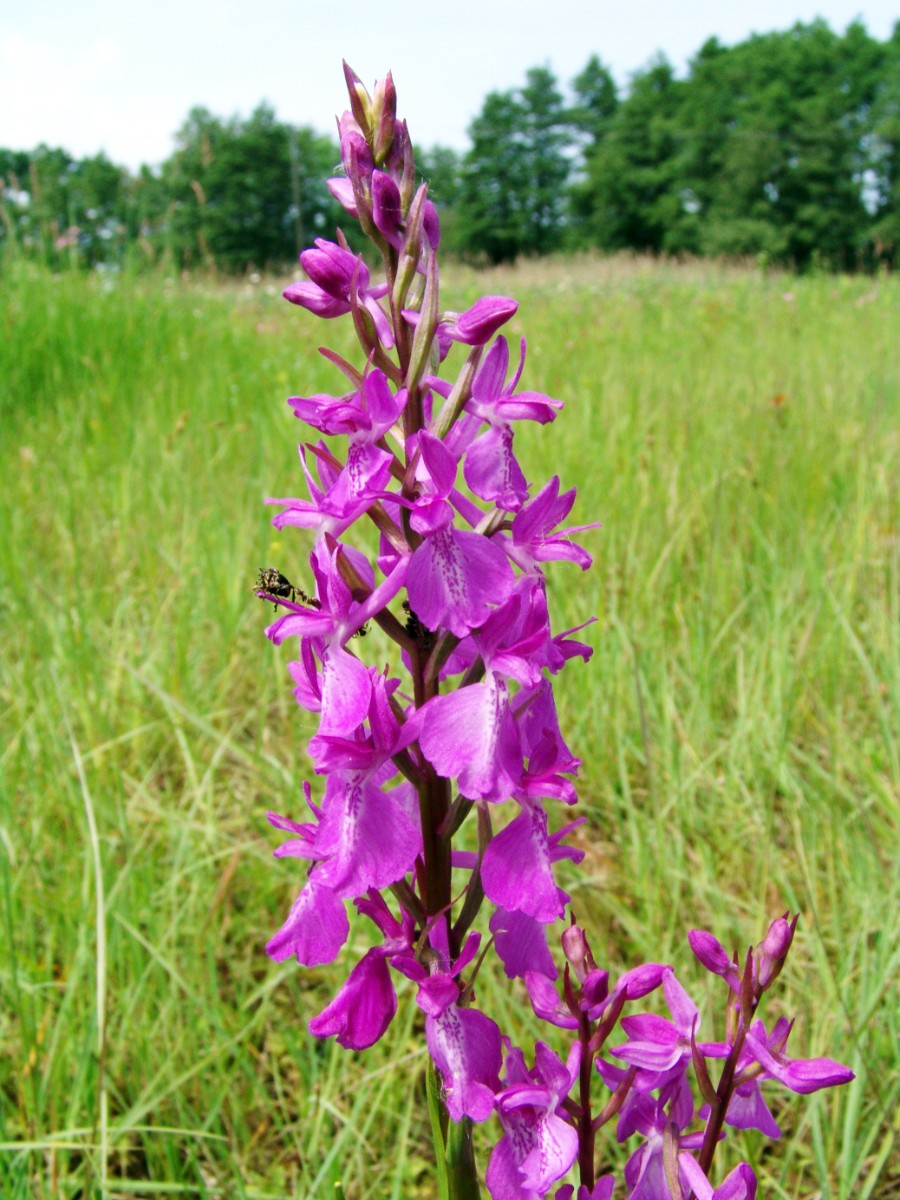 Anacamptis palustris y Geinsheim-Hanhofen G6_RGB.jpg
