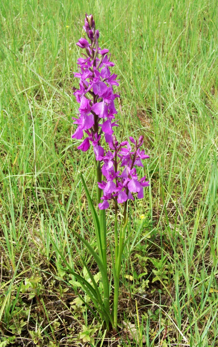 Anacamptis palustris y Geinsheim-Hanhofen G3_RGB.jpg