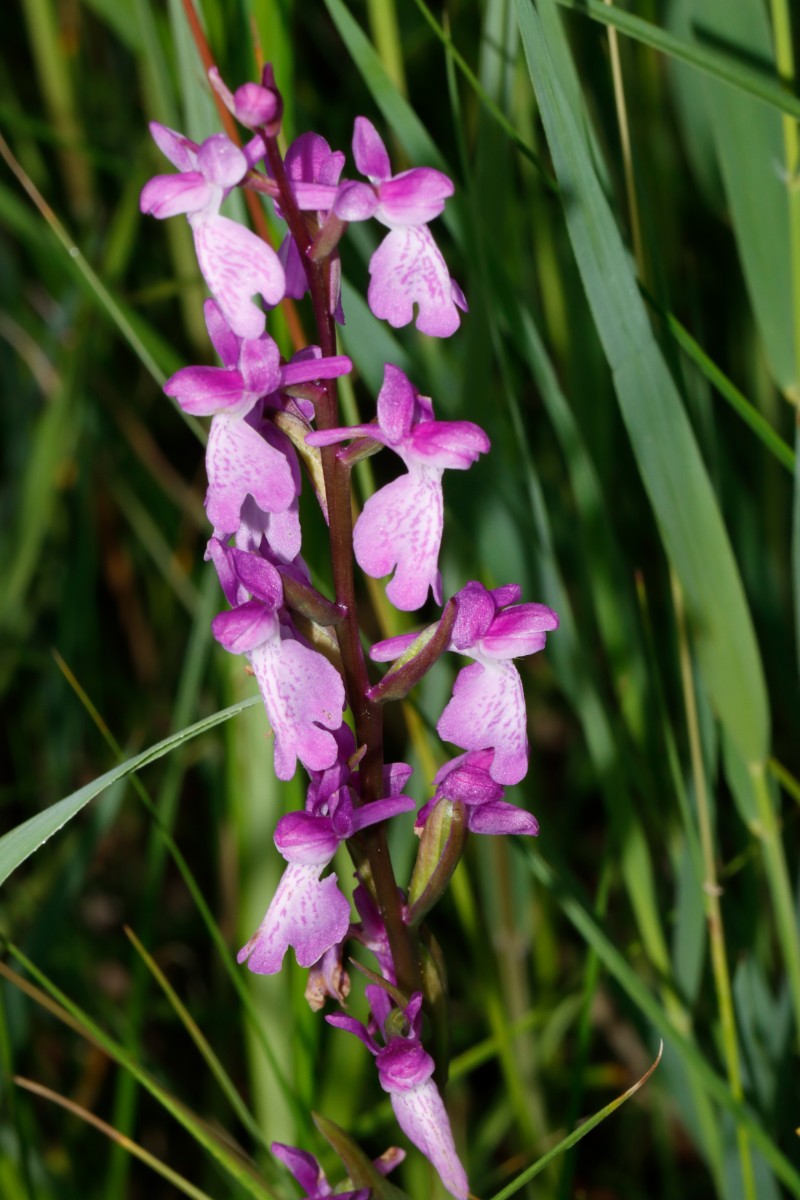 Anacamptis palustris Aseleben ST A02.jpg