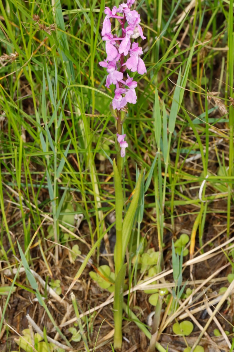 Anacamptis palustris Aseleben ST A05.jpg