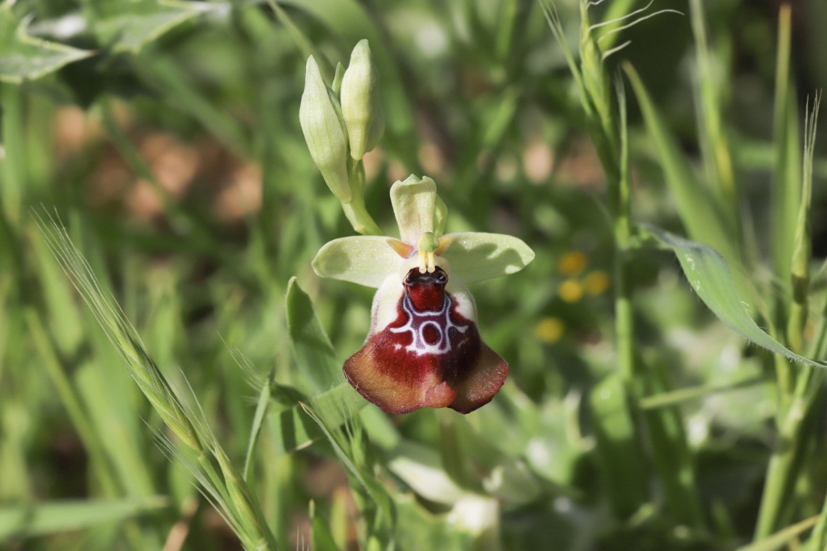 Ragwurz_20220412_Sizilien_IMG_2210 (Kopie)_1.JPG