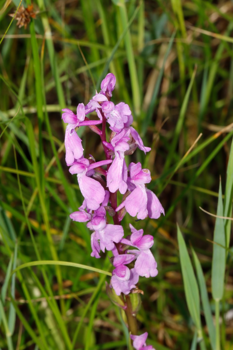 Anacamptis palustris Aseleben ST A07.jpg