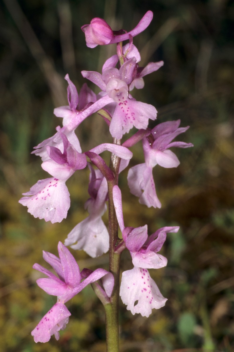 Anacamptis palustris y O-Ö Podersdorf a.Neusiedl.See 6.6.87.jpg