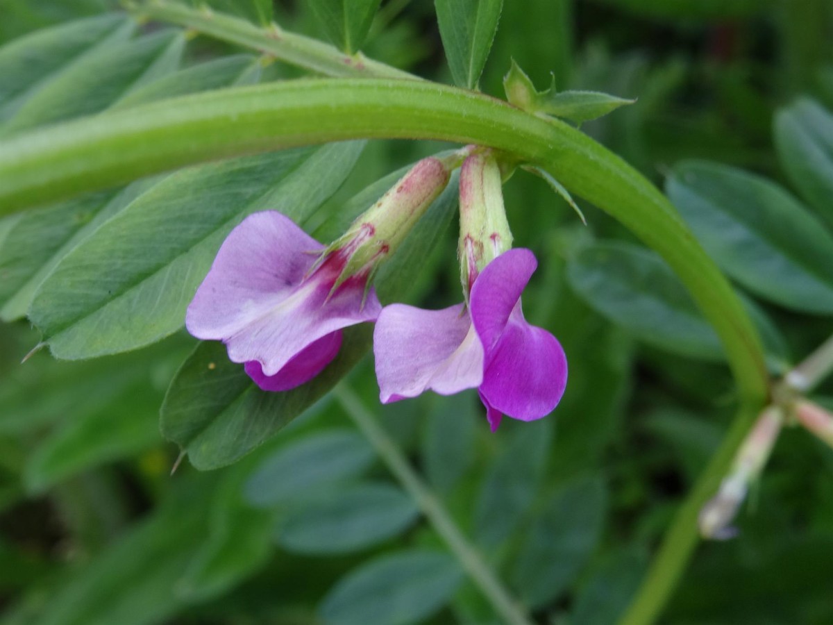 (1) Vicia segetalis Blüten.jpg