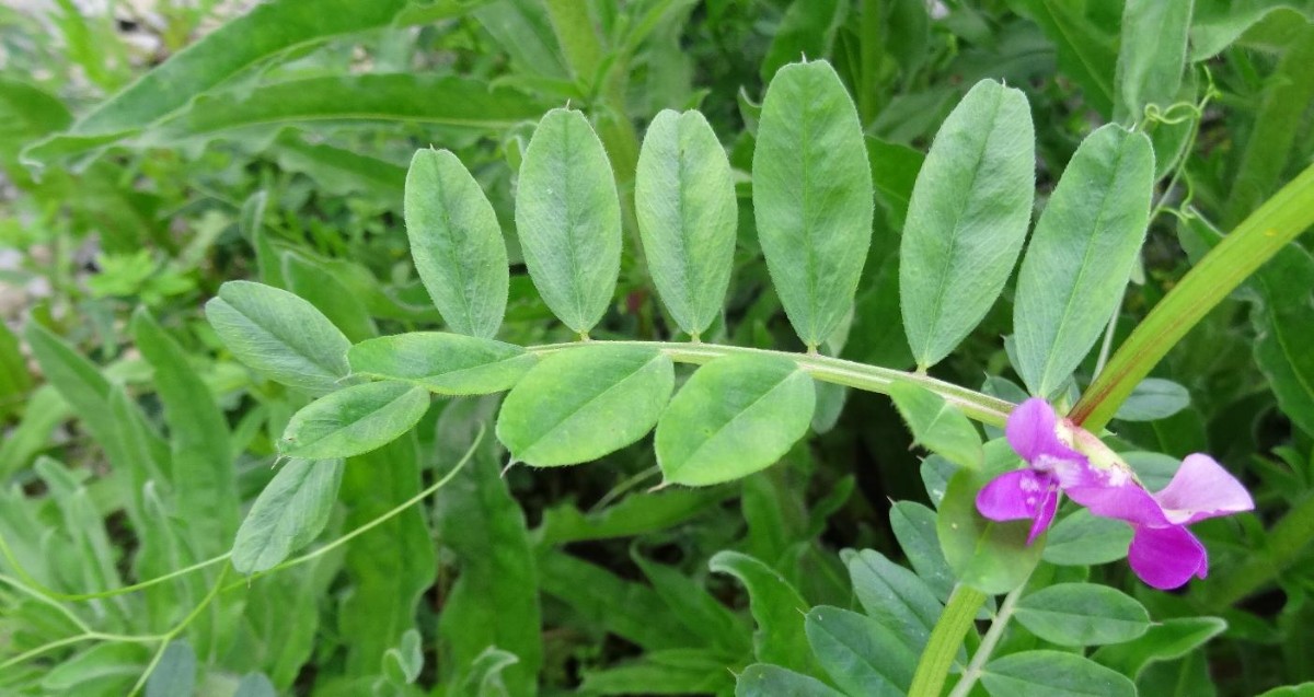 (2) Vicia segetalis Blätter.jpg