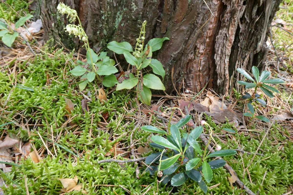 Orthilia secunda Chimaphila umbellata.JPG