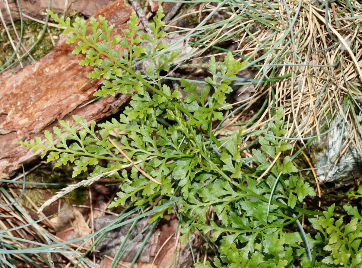 Asplenium cuneifolium Wojaleite Wurlitz Juni24 A02.jpg