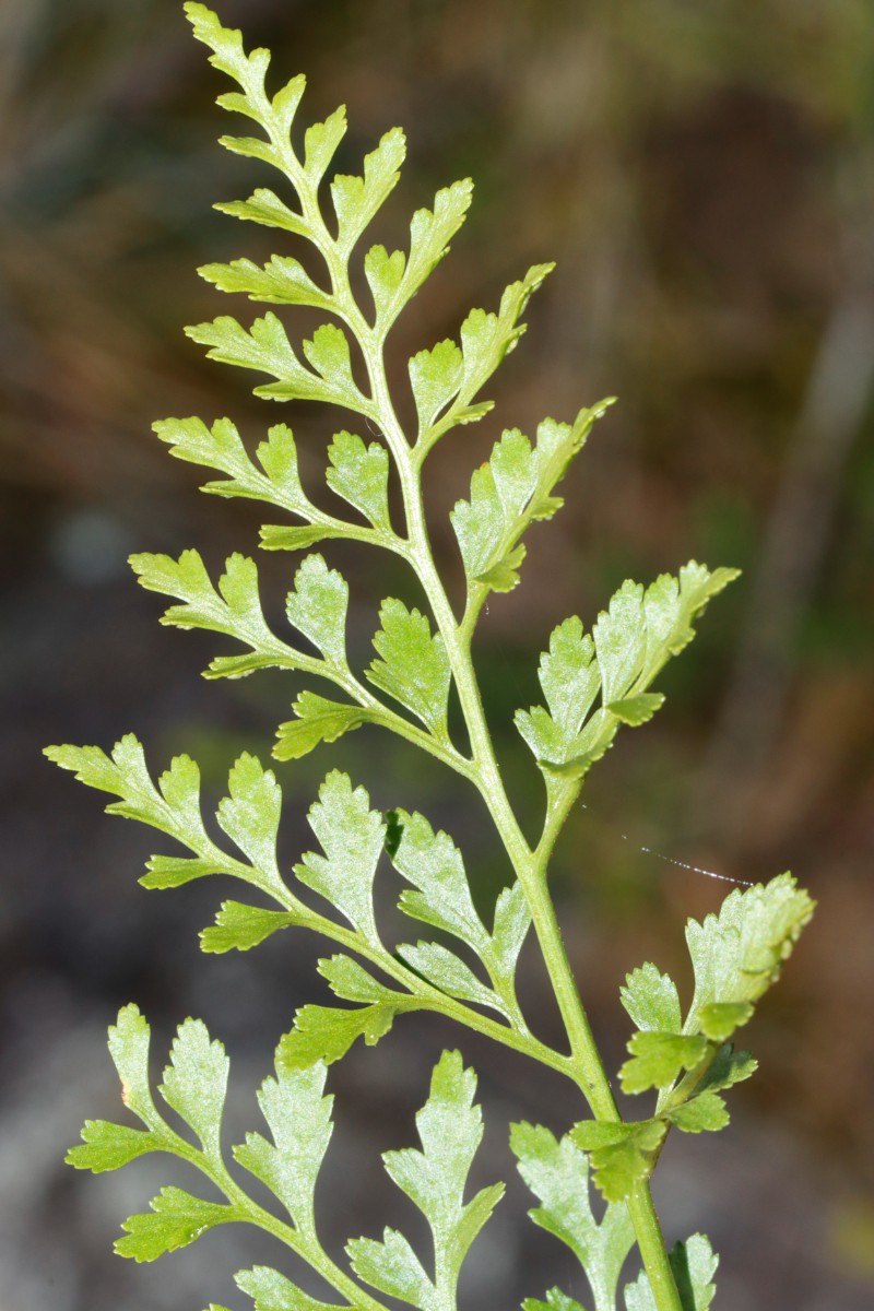 Asplenium cuneifolium Wojaleite Wurlitz Juni24 A04.jpg
