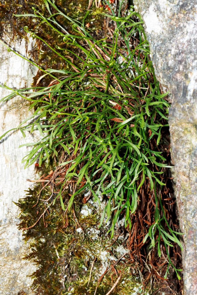 Asplenium septentrionale Wojaleite Wurlitz Juni24 A0.jpg