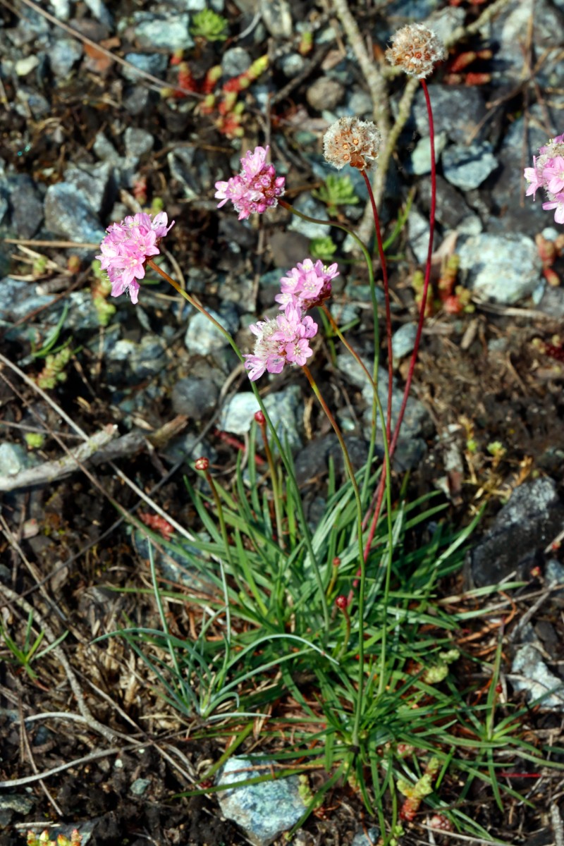 Armeria maritima ssp serpentini Wojaleite Wurlitz Juni24 A02.jpg