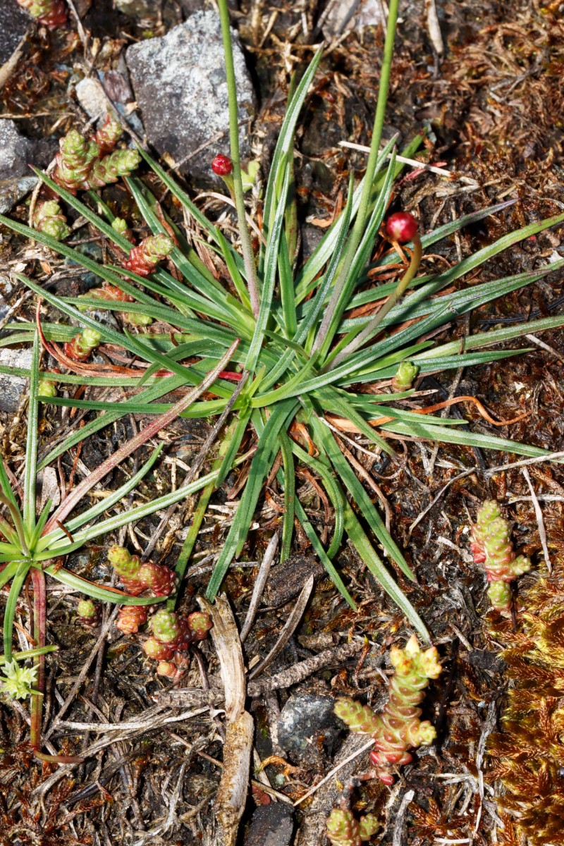 Armeria maritima ssp serpentini Wojaleite Wurlitz Juni24 A03.jpg
